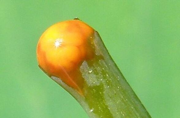 propiedades da celidonia no tratamento de papilomas