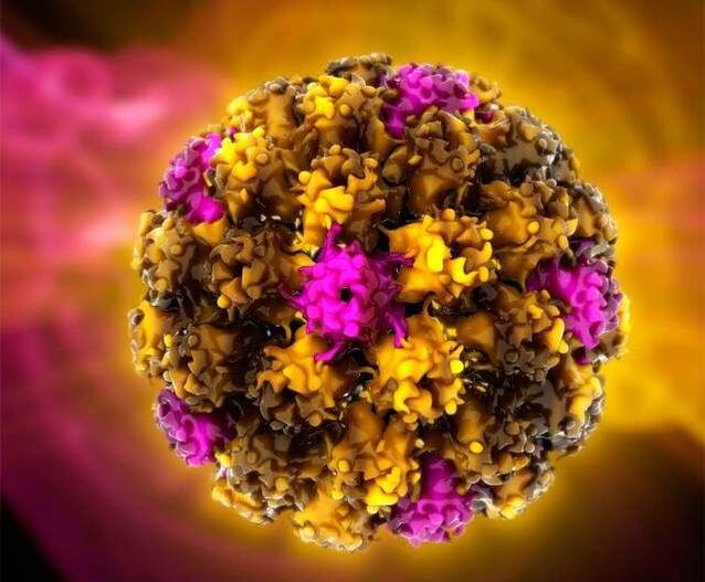 Virus do papiloma humano